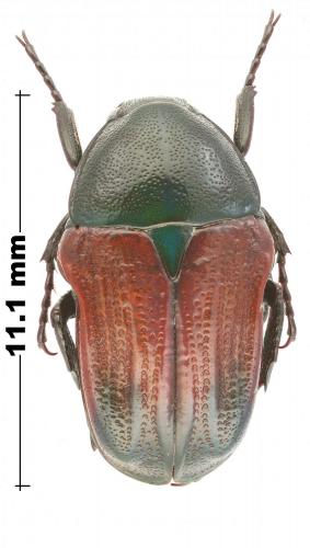 Euchilia quadrata